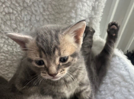 Tabby kitten