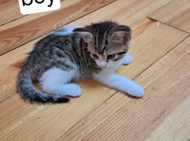 ️ Beautiful Loving Kittens Looking for Their Forever Homes ️