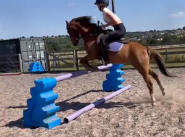 Menedh all about Ace- potential Bsja/hoys pony