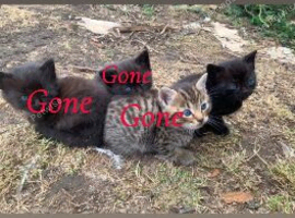 Maine coon cross