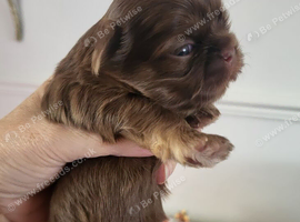 Special quality dobie Imperial shih tzu's