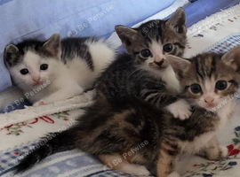 4 kittens ready after 30th August