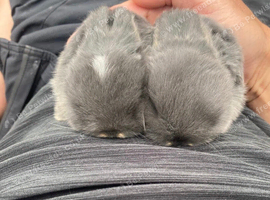 3 week old mini lops. Ready to go in 5 week
