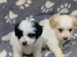 Maltipoo puppy.
