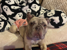 Frenchie girl