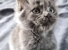 Pedigree polydactyl Maine coon