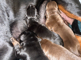 Outstanding European Dobermanns for sale