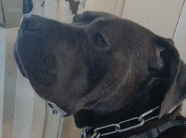 Female cane corso