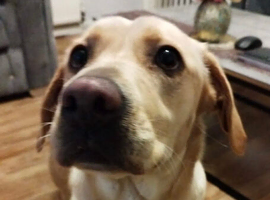 Labrador