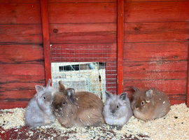 Lion head baby rabbits