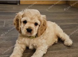 American cockerpoo f1b puppies