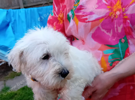 Champion Bloodline Miniature Schnauzer