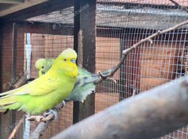 Breeding pair