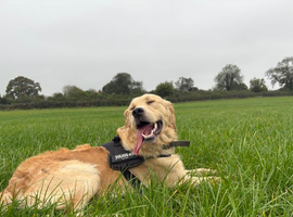 2 year old golden retriever for stud