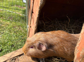 8month old boy guiena pig