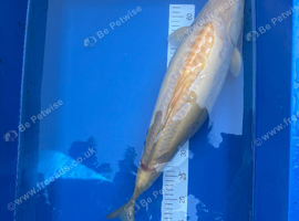 Japanese Koi