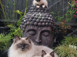 Gorgeous Ragdolls Available