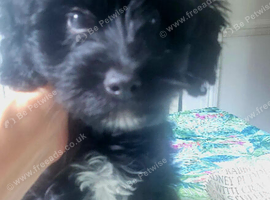 Stunning, sweet Cocapoo female