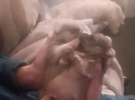 Puppies