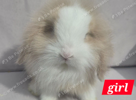 Super fluffy boys & girls teddywidders