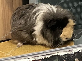 2 lovely, guinea pigs for sale