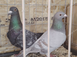 Pigeon for sale