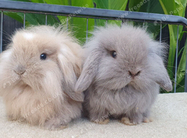 Mini lionlops available now