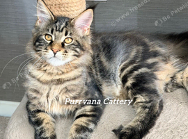 TICA registration Maine coon kittens Ready Now