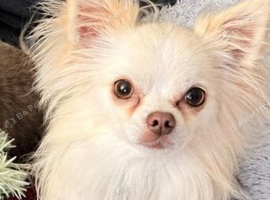 Male chihuahua for sale