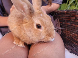 Gorgeous baby girl rabbit 11 weeks old