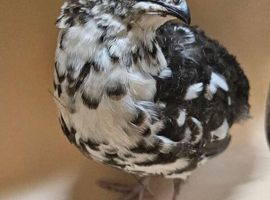 Coturnix Quail Japanese very rare progressive pied hatching eggs & live birds