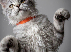 TICA registered Maine coon kittens