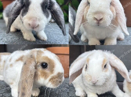 Young Mini Plysh Lops available. Hypoallergenic fur.