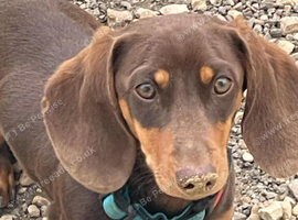 Miniature dachshund boy.