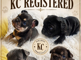 KC Quality loving Puppies