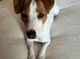 Stunning Jack Russell stud GLOUCESTER