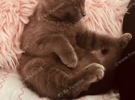 Male British blue shorthair kitten