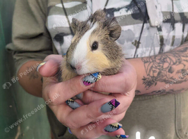 3 female guinea pigs