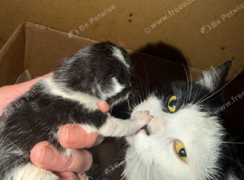Male(x2) and female(x1) kittens 9 weeks old