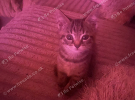 Beautiful tiny girl ready for her forever home