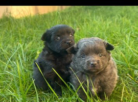 Fox Face Pomeranian Puppies &ndash; Ready 2nd April