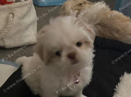 Five Beautiful White & Lavender Imperial / Tea- Cup Shih Tzu&rsquo;s