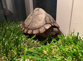 2 terrapin turtles