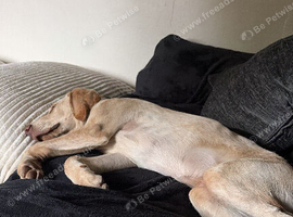20 weeks old male Labrador