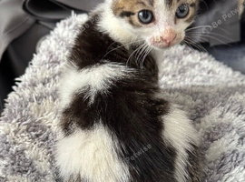 READY NOW TABBY AND WHITE MALE KITTEN