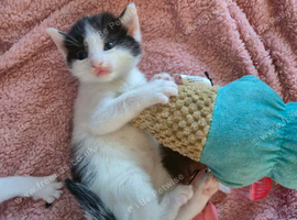 Gorgeous kittens