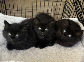 Looking for a loving home for 4 beautiful kittens