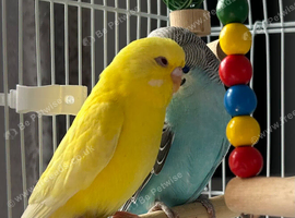 Lutino baby budgie