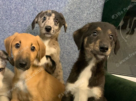 Ready now - Blue Merle Collie X Lurcher puppies