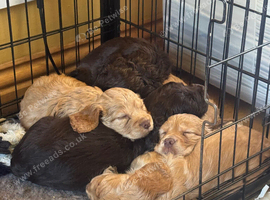 Working cocker puppies